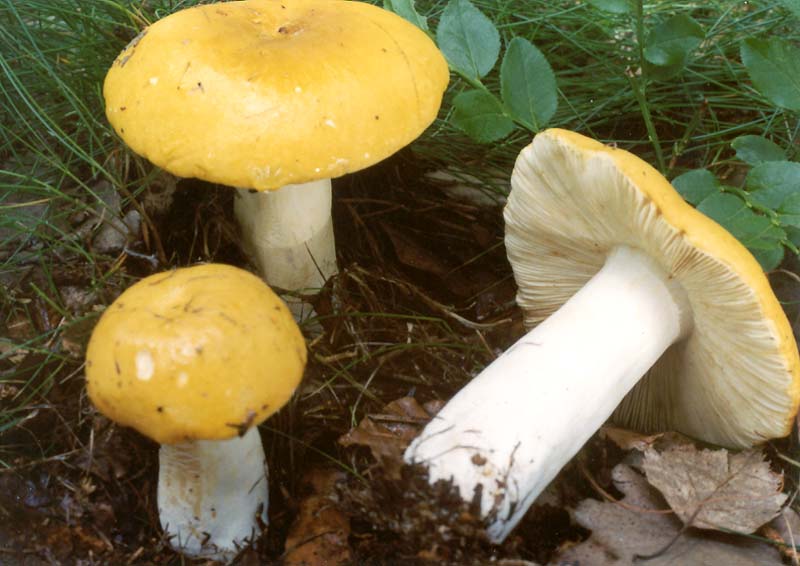 Сироїжка жовта або світло-жовта або блідо-жовта - Russula claroflava Grove.. або Russula flava